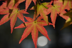 紅葉の気配