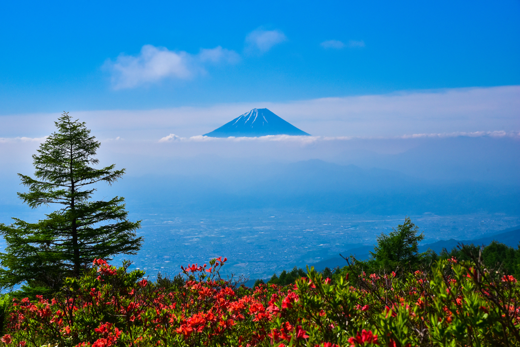 富士山を迎える満開のツツジ