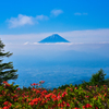 富士山を迎える満開のツツジ
