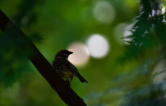 初夏の雀