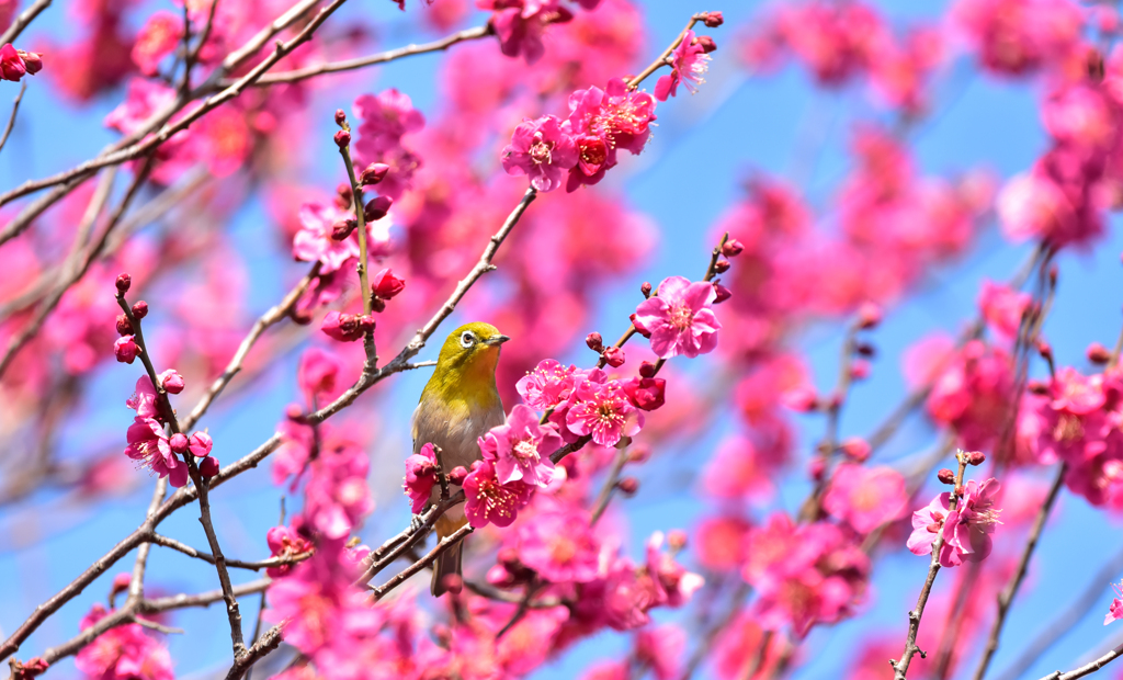 ウメジロ