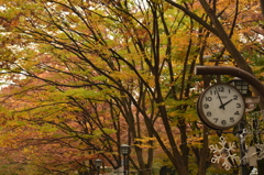 街の紅葉タイム