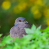 新緑ハト