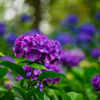 紫陽花