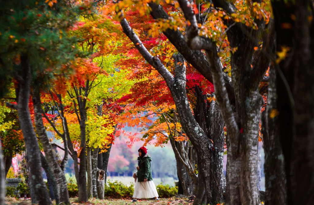 紅葉トンネル