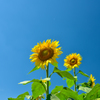 元気向日葵