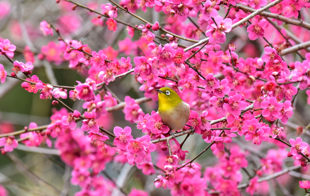 春が来た