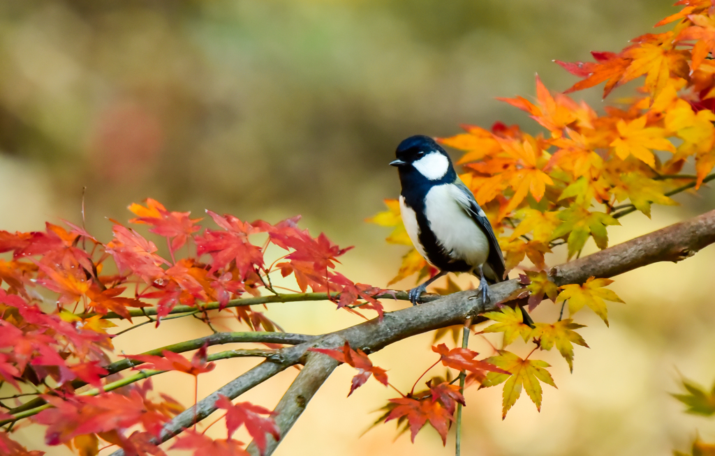 私も紅葉見だよ