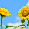 夏の花１