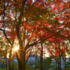 身近の紅葉