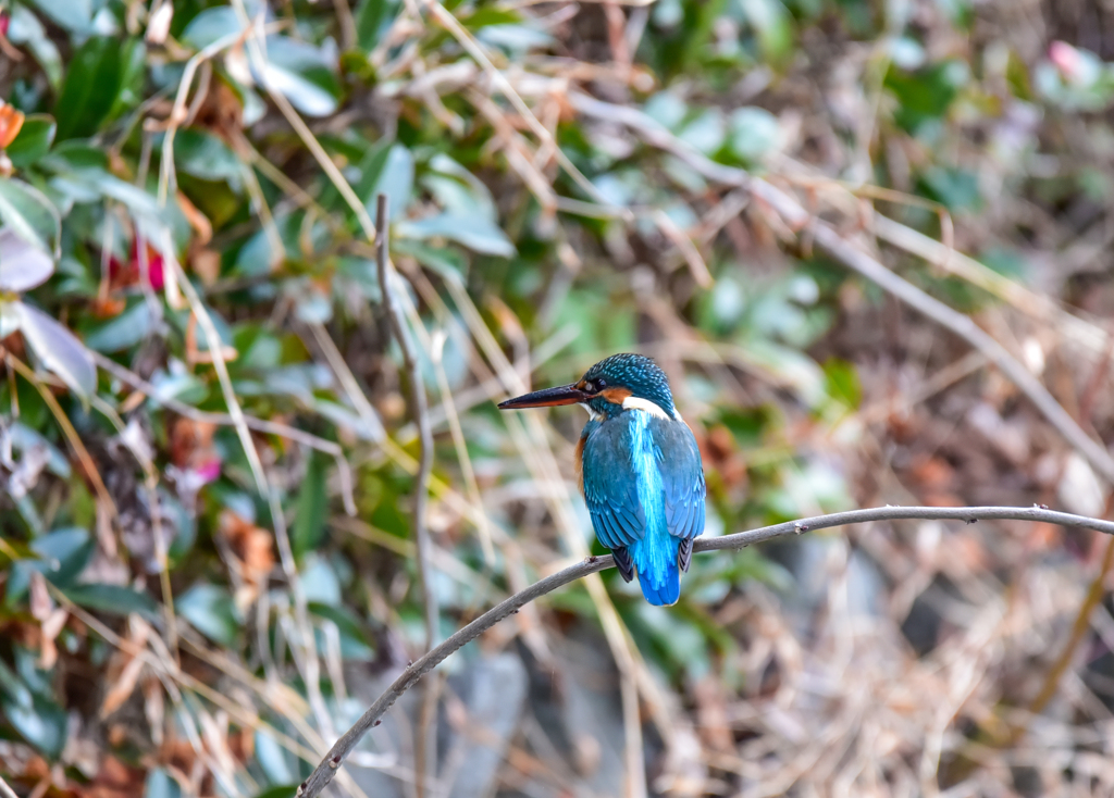 春のカワセミ