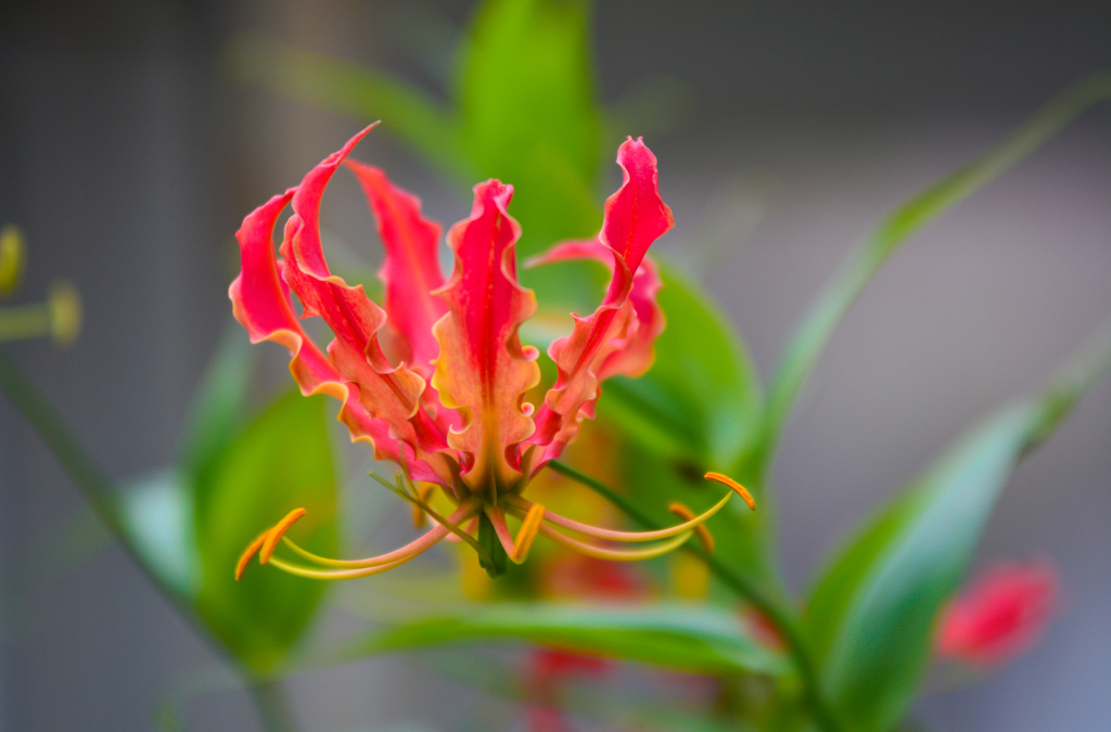 逆咲きの花