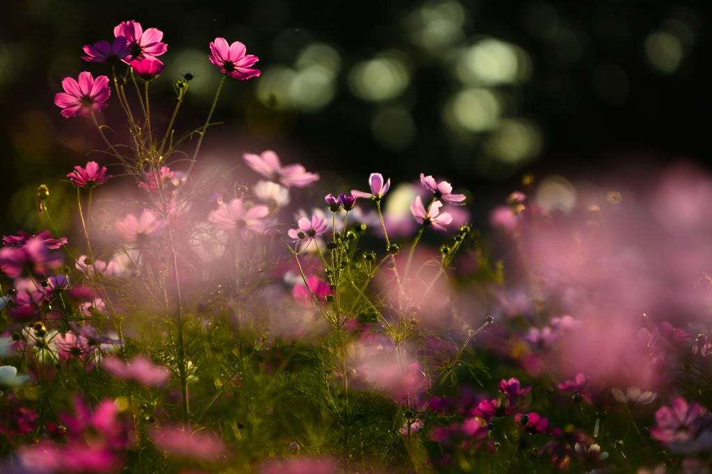 夕陽に輝く秋桜