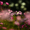 夕陽に輝く秋桜