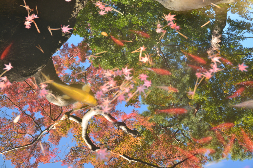 空を飛ぶ紅魚（こうよう^^:）