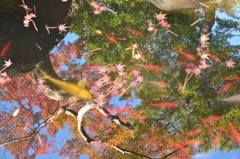 空を飛ぶ紅魚（こうよう^^:）