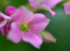 元気花