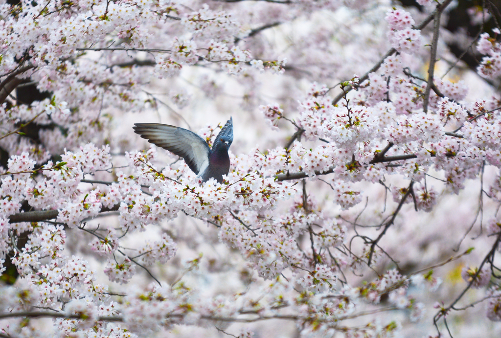 花見だよ