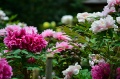 花宴２