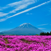 芝桜富士