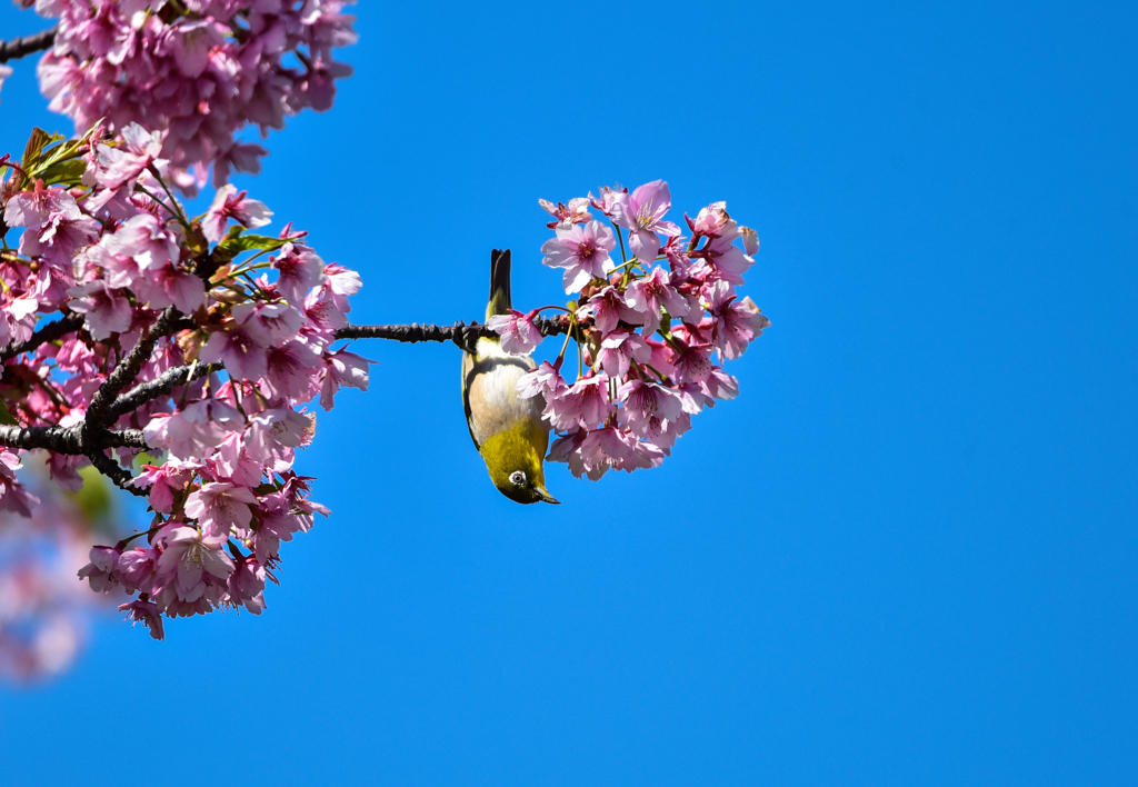 メジロと桜