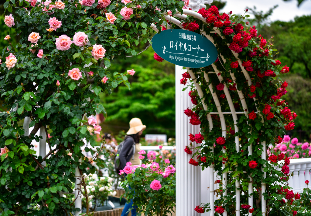 薔薇のロイヤルコーナー