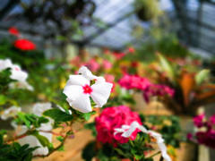 温室の花