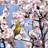春うらら