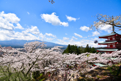 桜雪を降る富士山