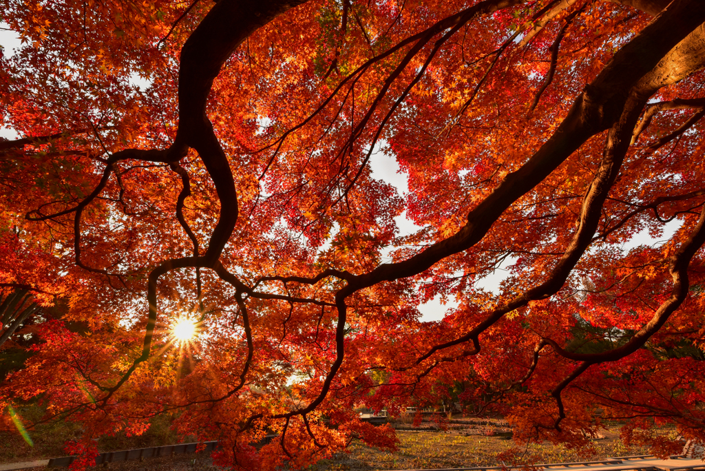 燃える紅葉