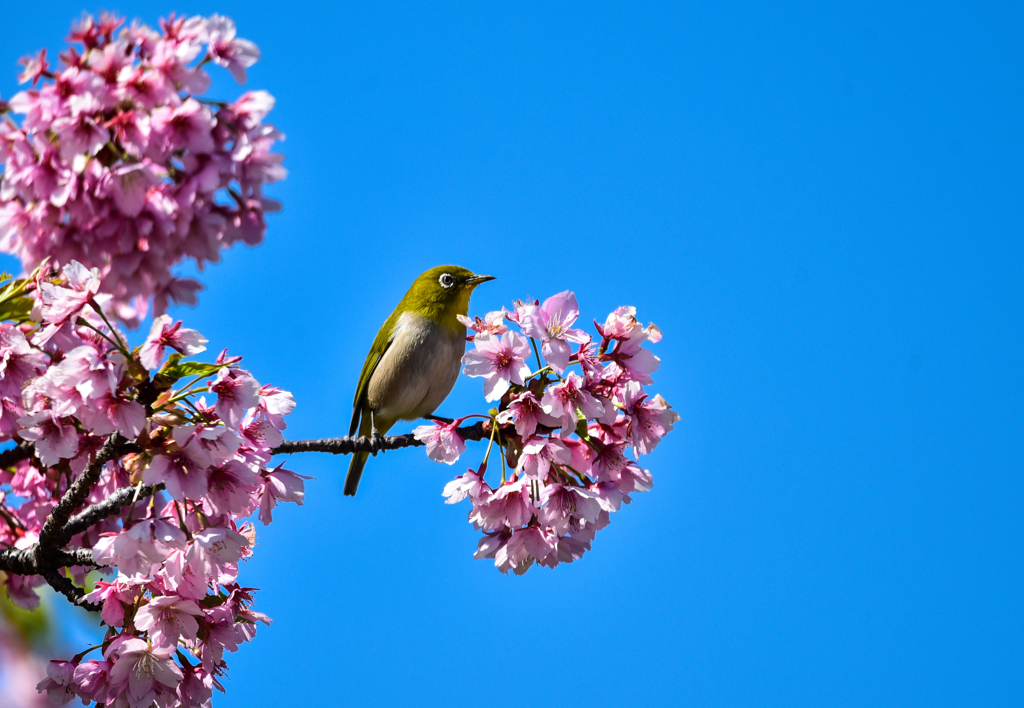 メジロと桜