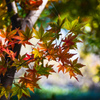 これからの紅葉