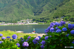 梅雨晴れ間に咲く紫陽花