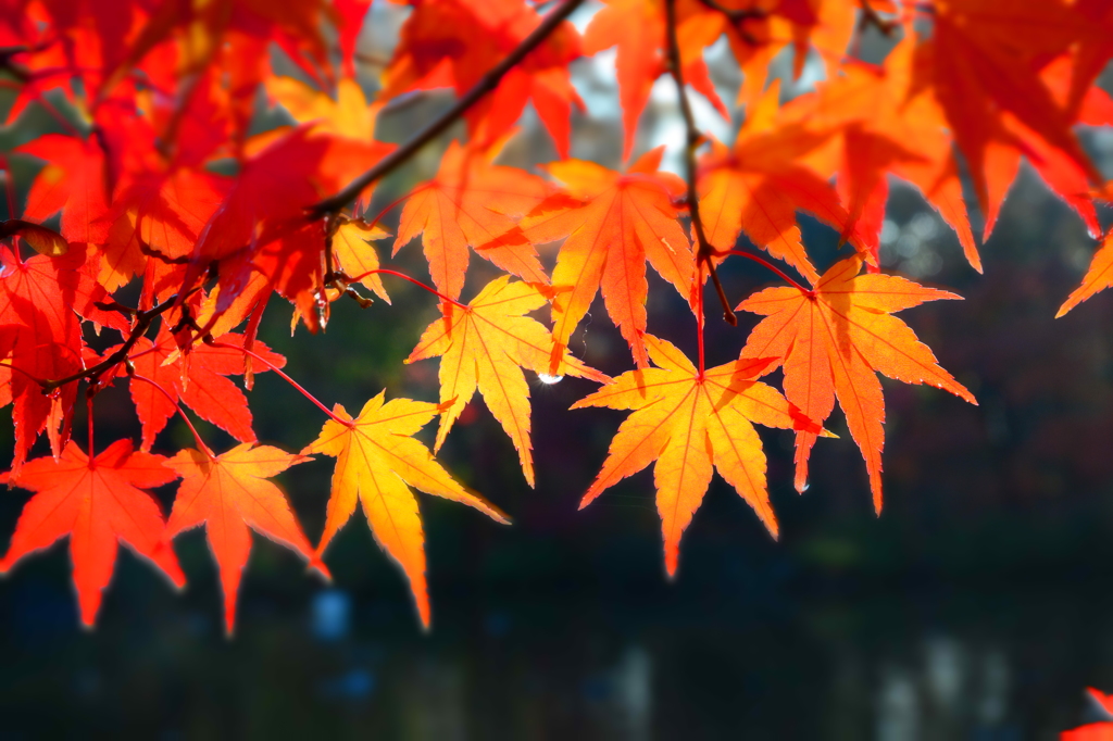 雨上がりの紅葉