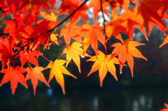 雨上がりの紅葉