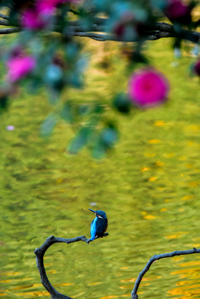 花見のカワセミ