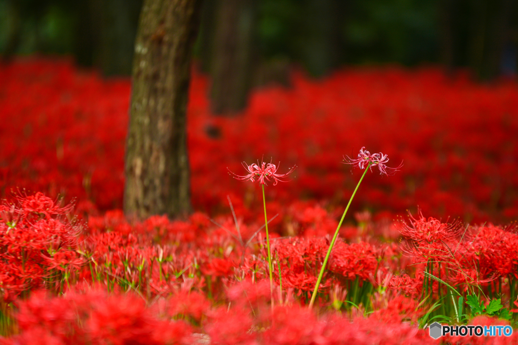 生花