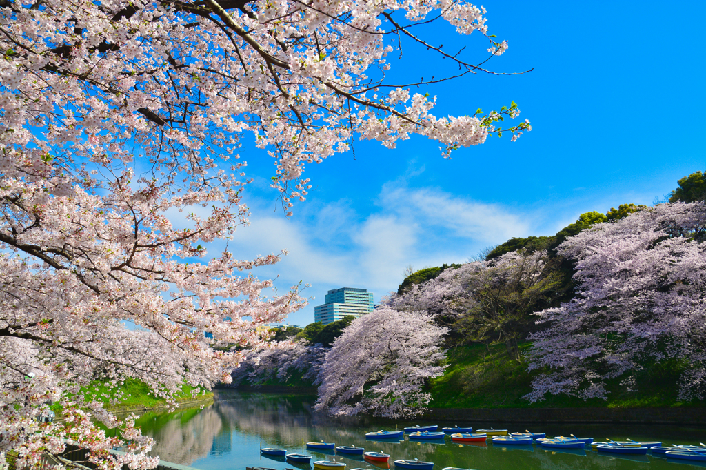 青空下の桜