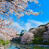 青空下の桜