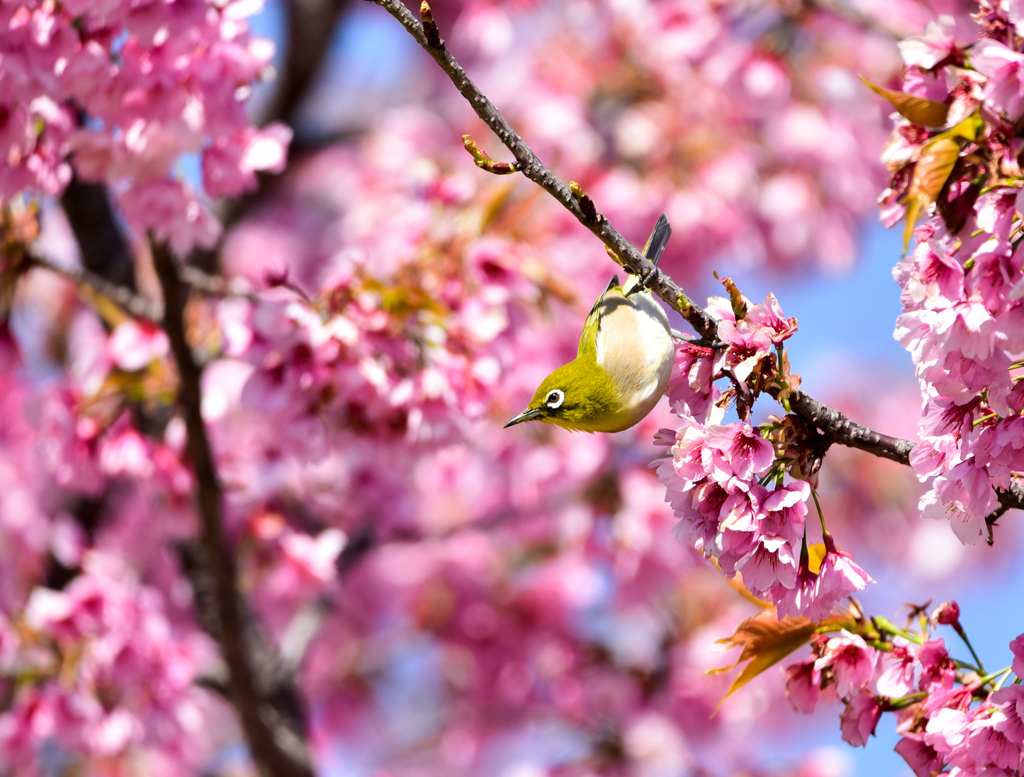 メジロと桜