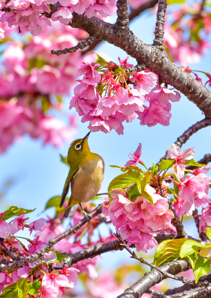 春の香り