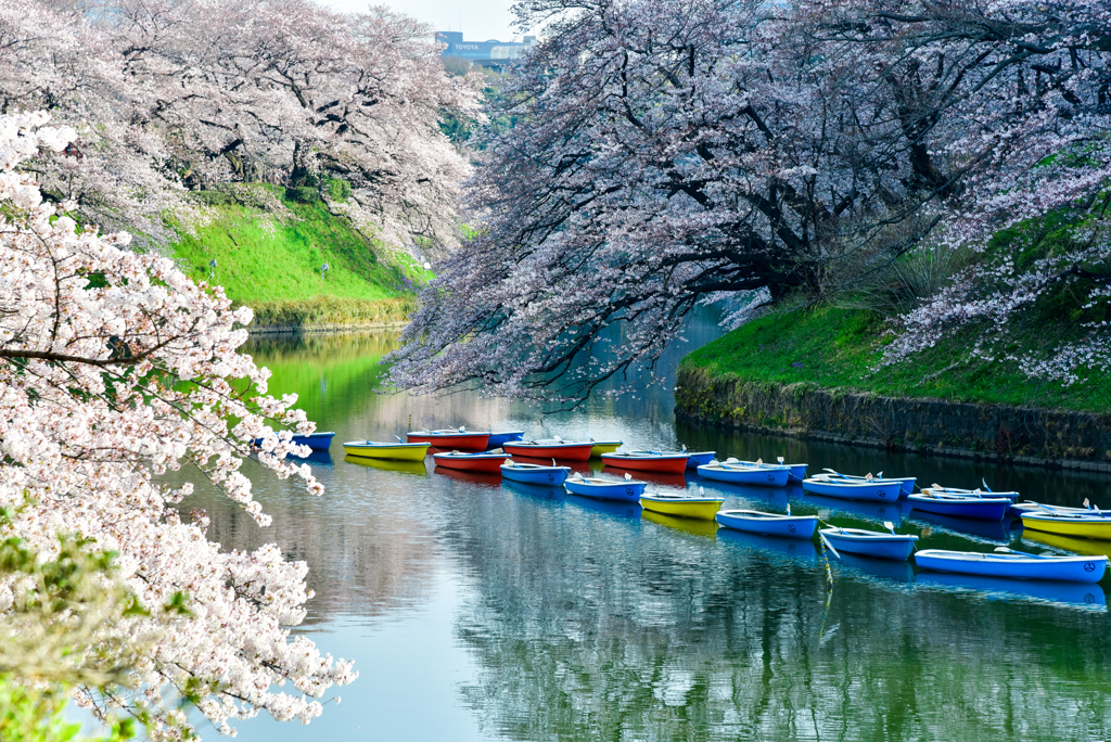 出勤前の花見