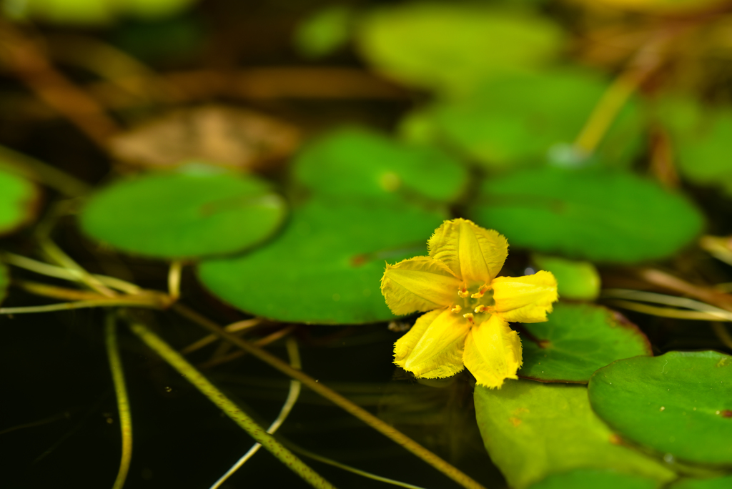 涼しく咲く花