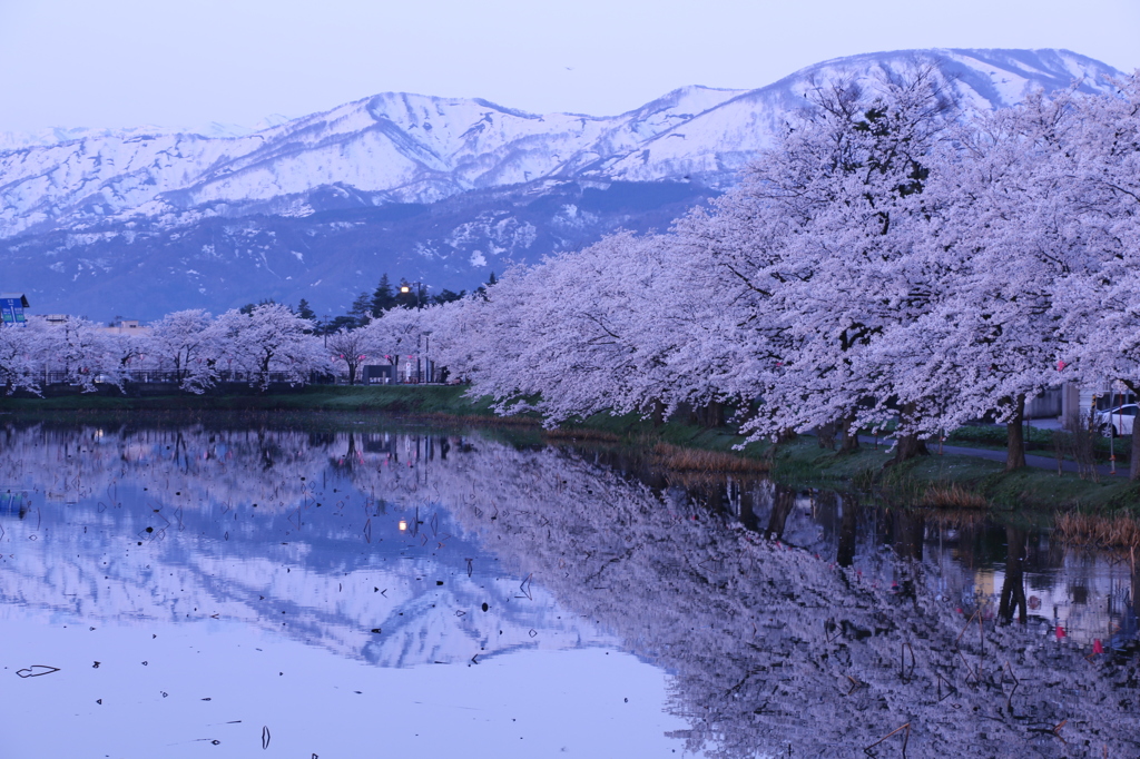 初桜