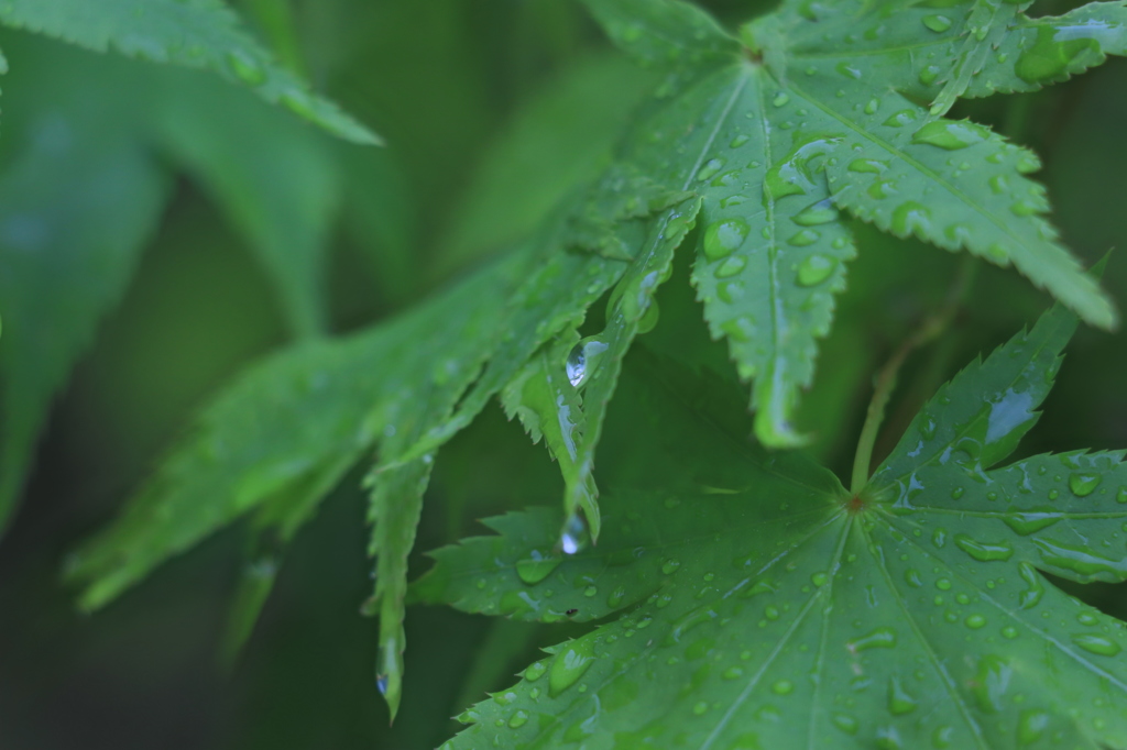 雨上がり