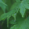 雨上がり