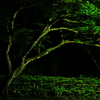 夜緑