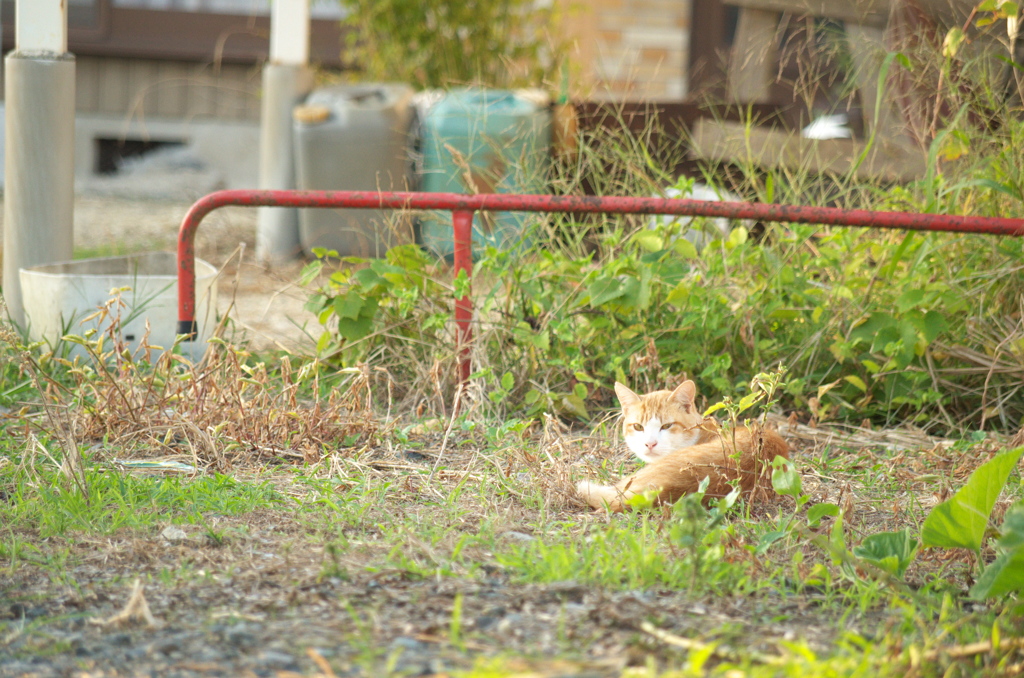 猫色の世界