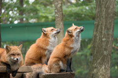 宮城蔵王キツネ村②