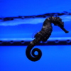 サンシャイン水族館2
